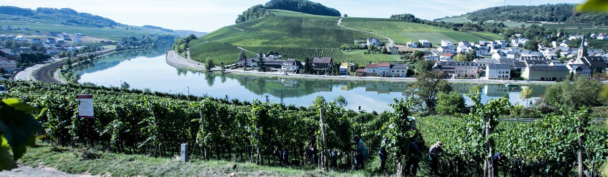 Weingut Befort
