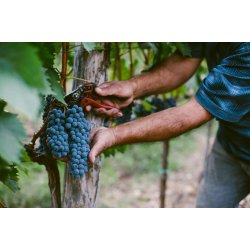 BOURGOGNE PINOT NOIR, SEPTEMBRE Edouard Delaunay 2023