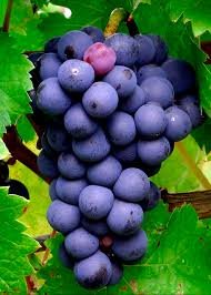 Cabernet Franc