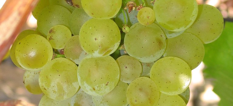 Sauvignon Blanc