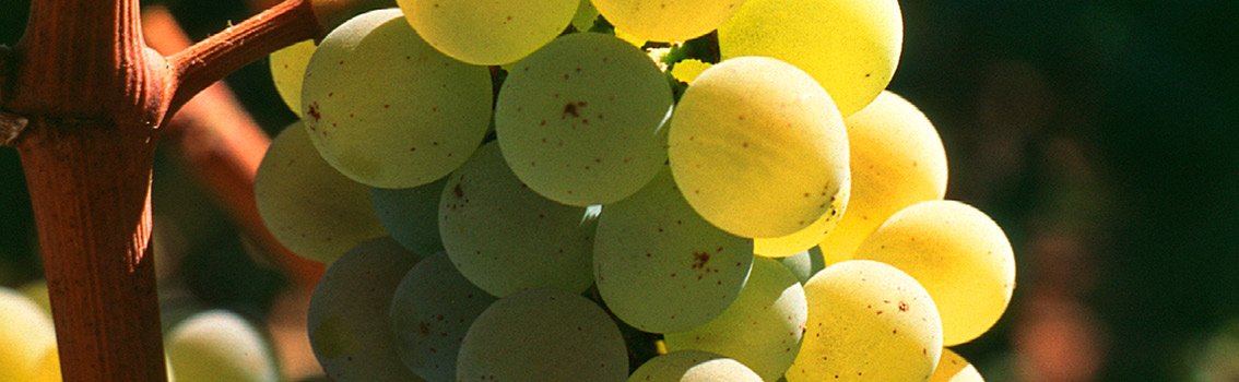 Chardonnay