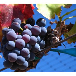 Grenache