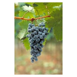 Mourvedre