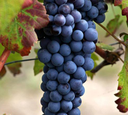 Nebbiolo