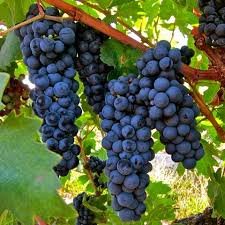 Zinfandel